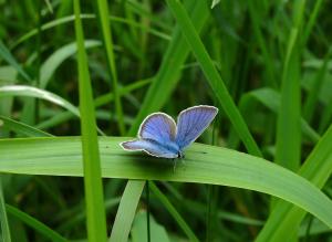 Violetter Waldbläuling