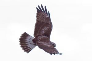 Raufussbussard