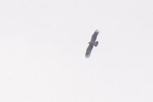 Schreiadler