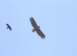 Seeadler