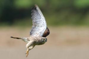 Turmfalke
